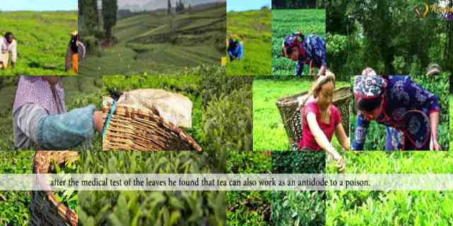 TEA | History of Tea |China |India| Srilanka