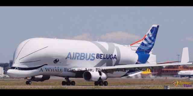 A Whale Flies in Air, Beluga Airbus Insight!